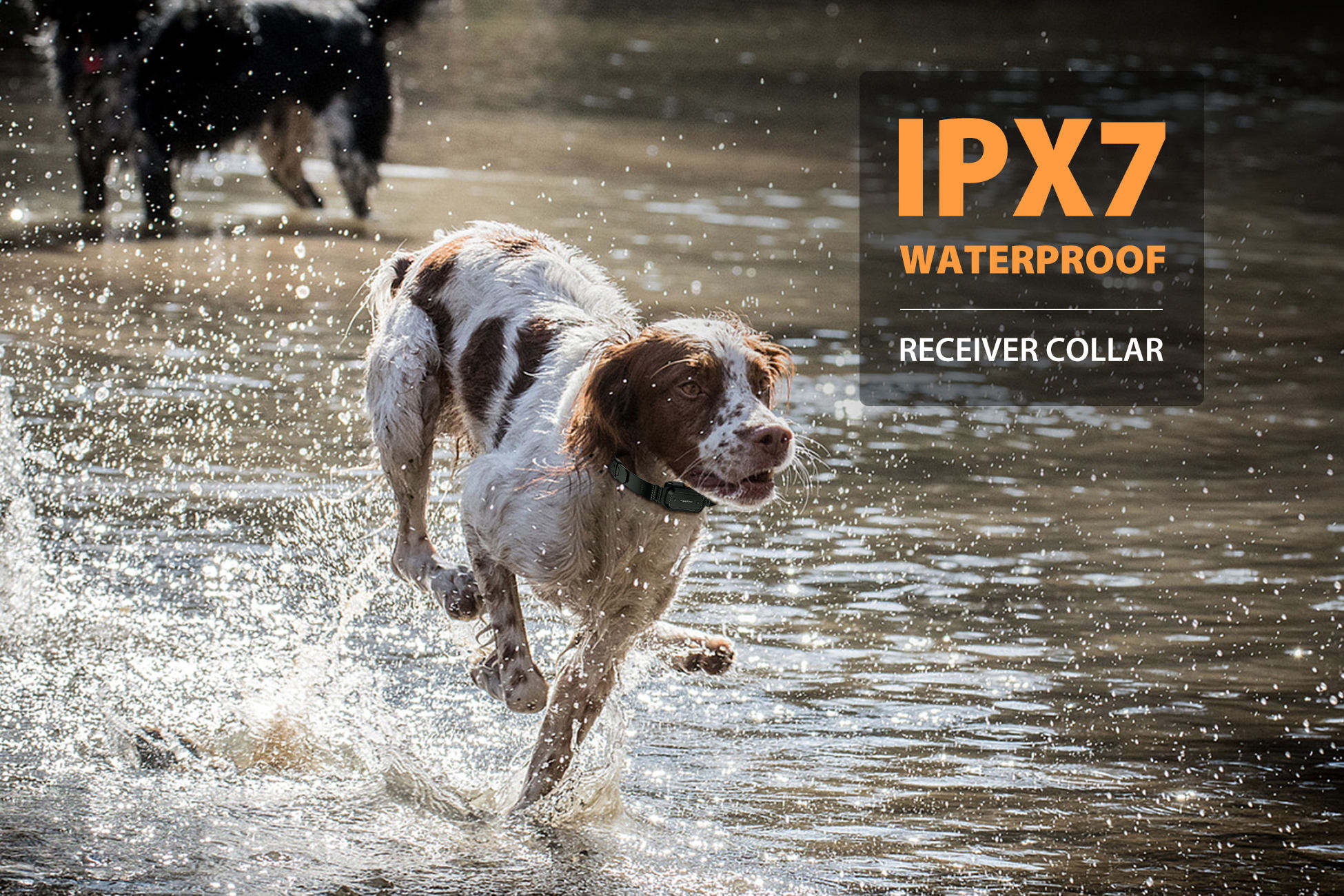 PATPET Professional Dog Traini - Outdoor Hunting Dog Collar review and price