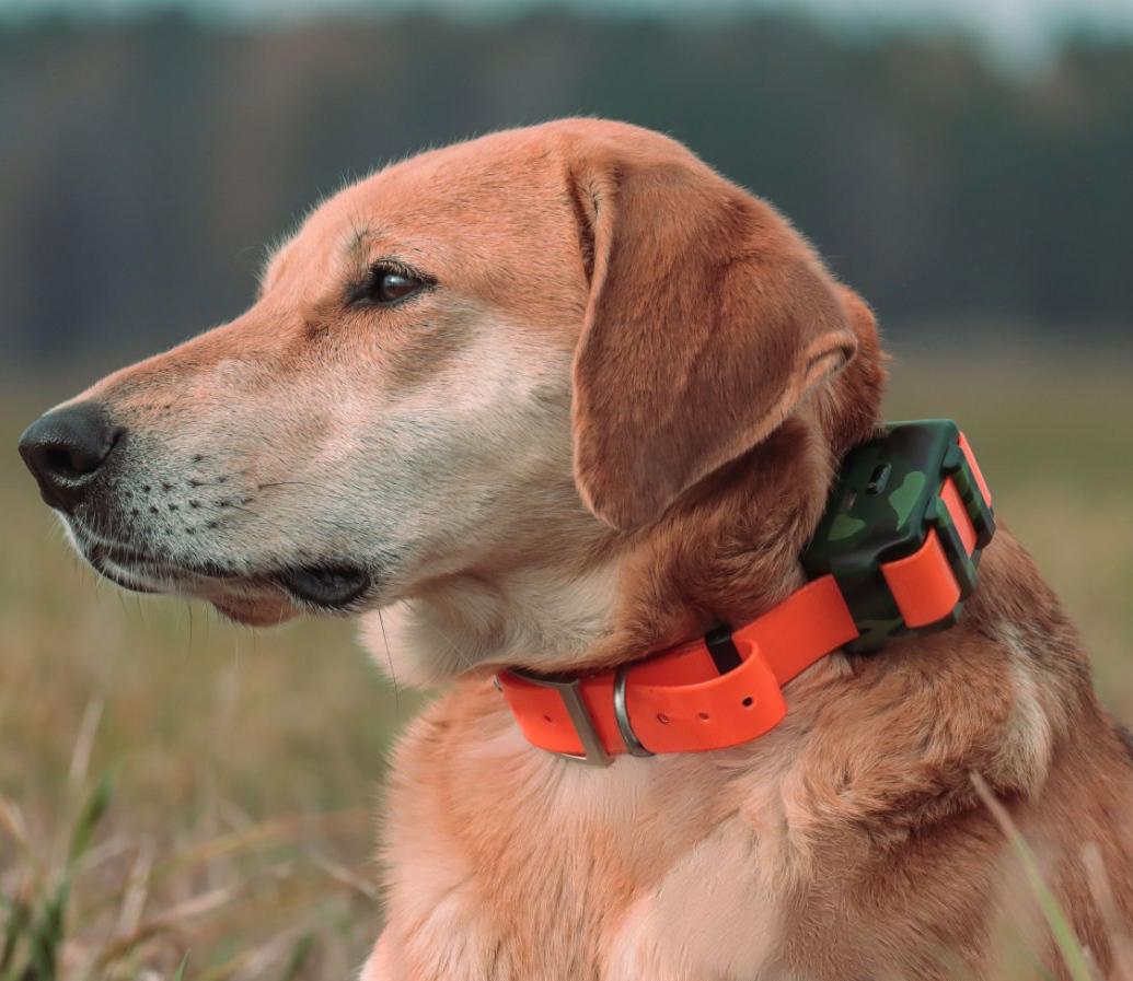 ICAR IK122M 2000mah Dog GPS Co - Outdoor Hunting Dog Collar review and price