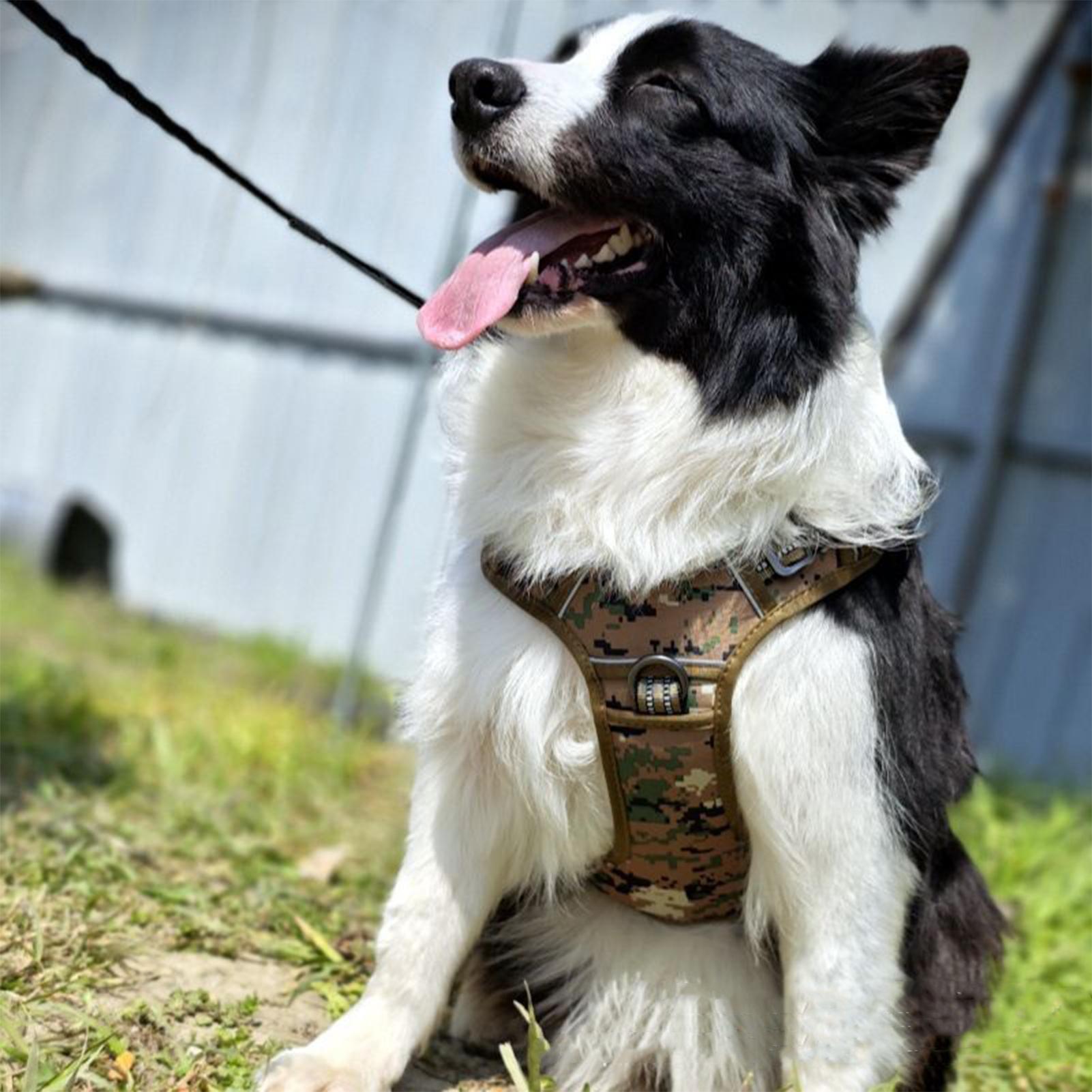 Heavy Duty Dog Harness Heavy D - Outdoor Hunting Dog Collar review and price