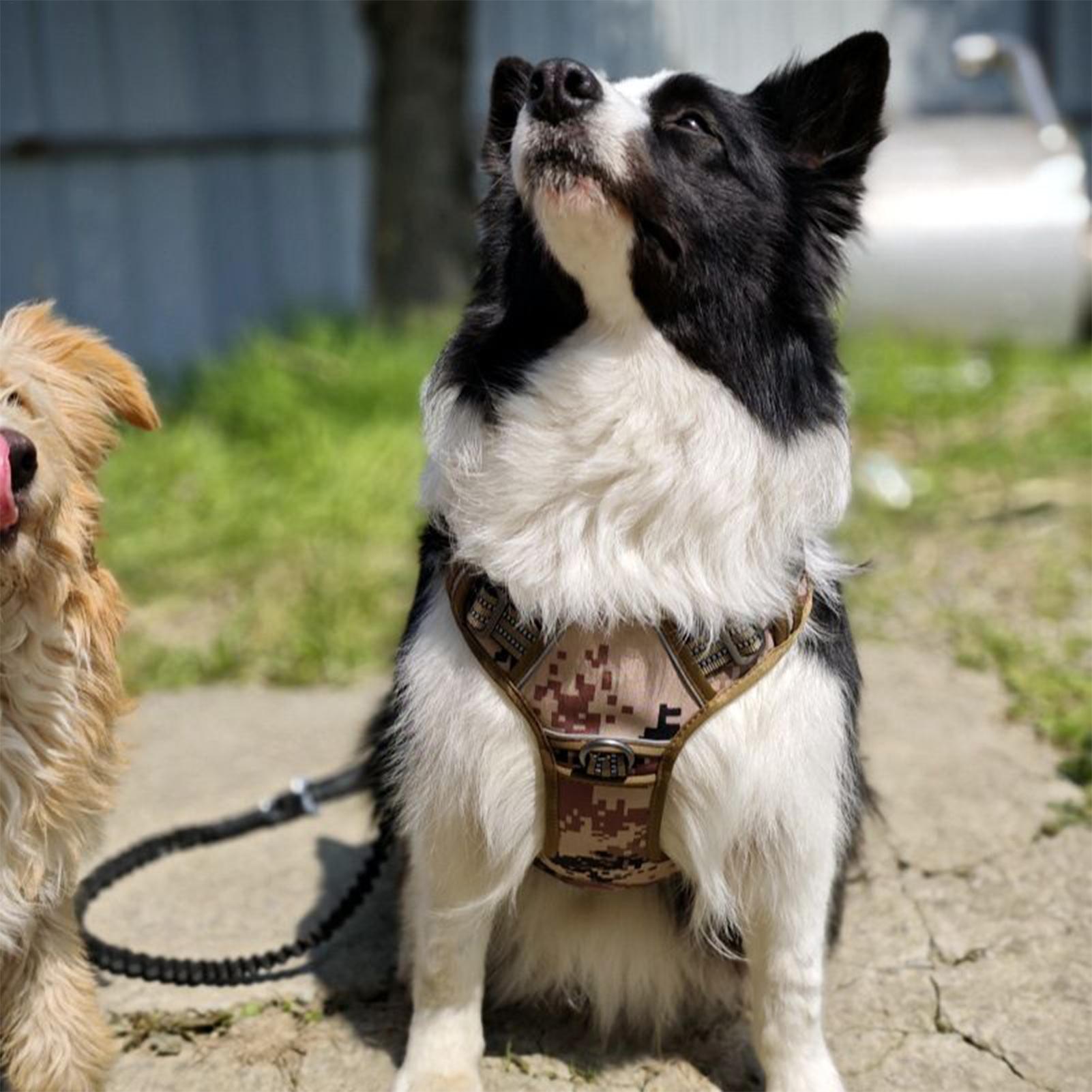 Dog Vest Harness Metal Buckle  - Outdoor Hunting Dog Collar review and price